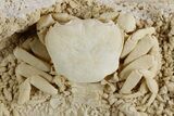 Fossil Crab (Potamon) Preserved in Travertine - Turkey #351023-3